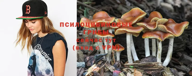 Псилоцибиновые грибы Psilocybine cubensis  Звенигород 